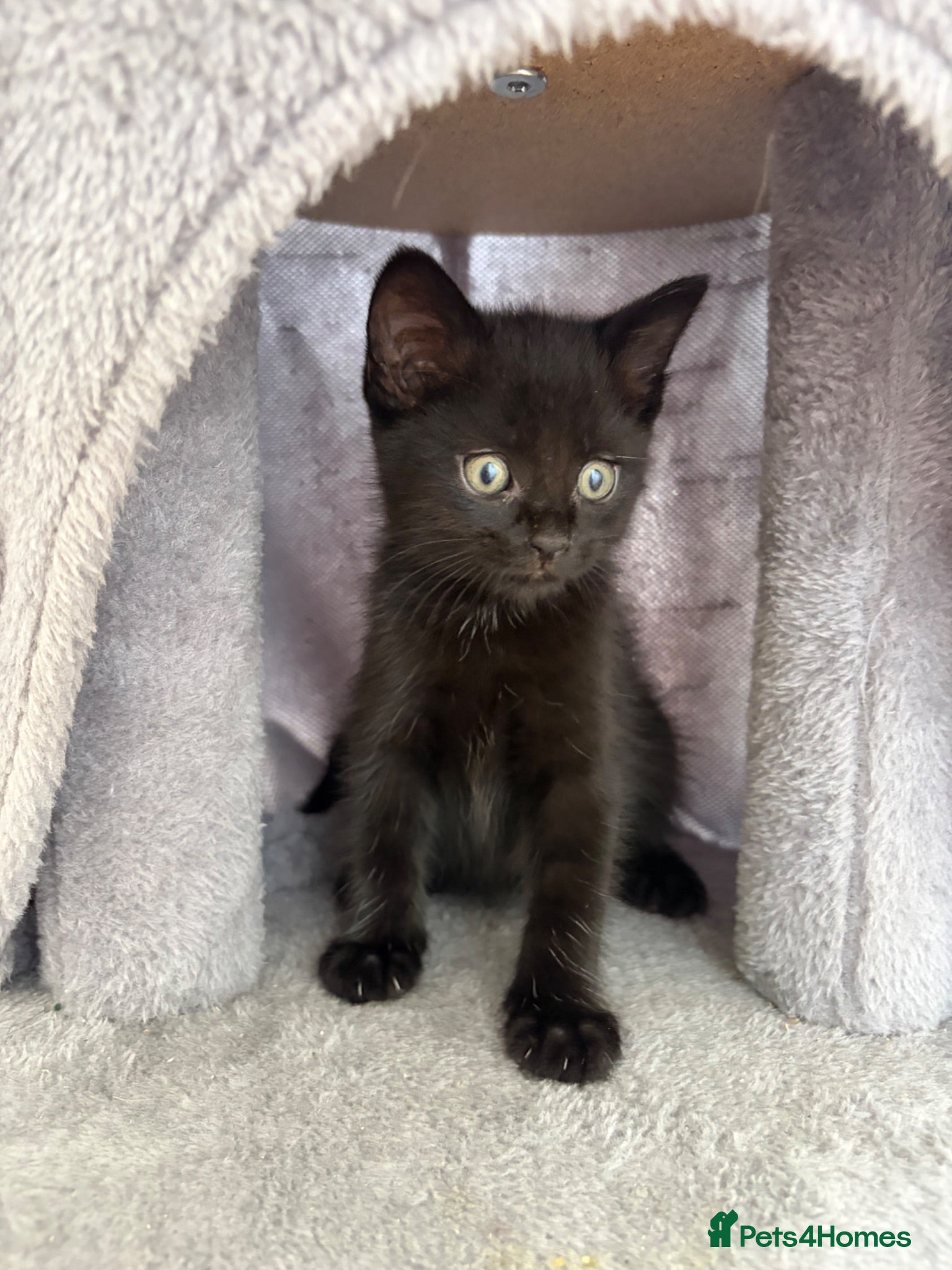 Mixed Breed cats Miss  - Advert 1