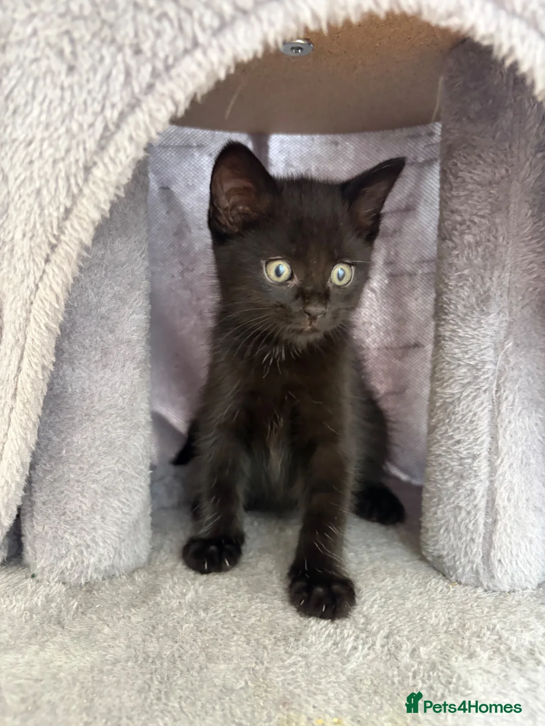 Mixed Breed cats for sale: Miss  - Advert 1