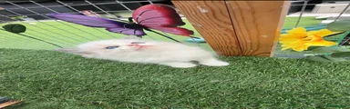 Ragdoll 2