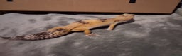 Leopard Gecko reptiles for sale: £20 Leopard geckos - Advert 14