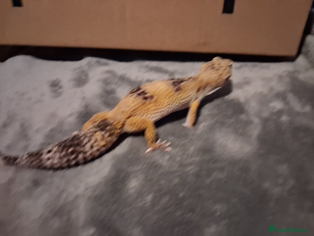 Leopard Gecko reptiles for sale: £20 Leopard geckos - Advert 14