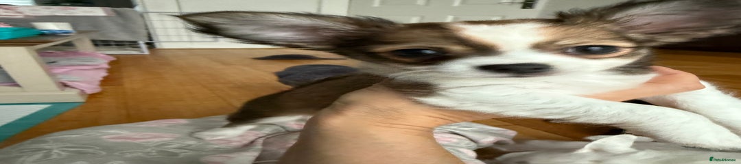 Chihuahua Puppy 6