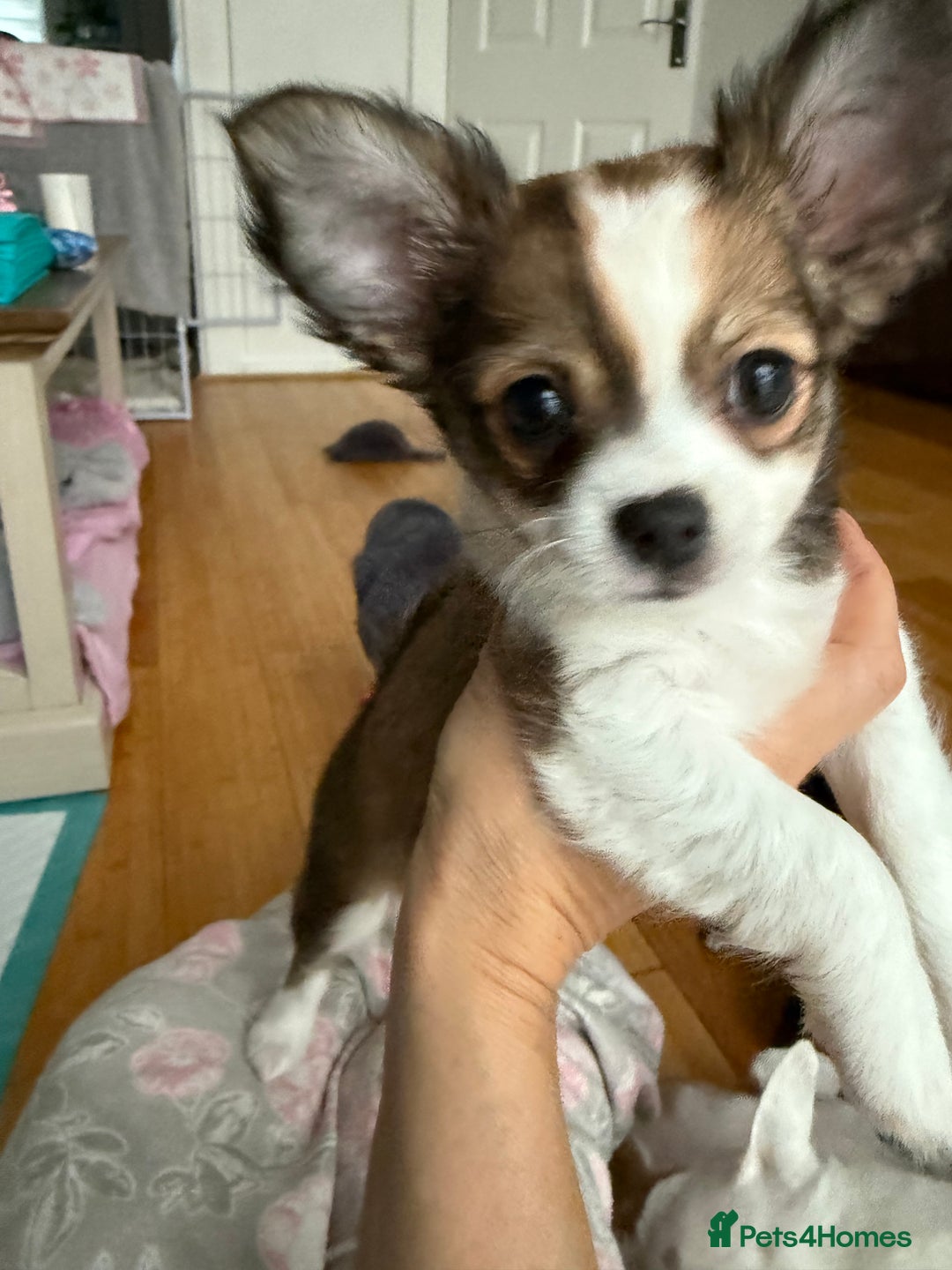 Chihuahua dogs for sale: Our beautiful Chihuahua puppies  - Image 18