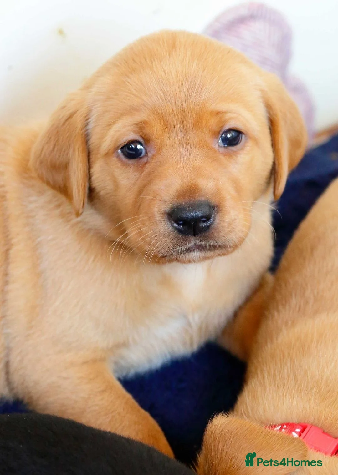 Labrador Retriever dogs for sale: Stunning chunky fox red & black labrador pups - Advert 2