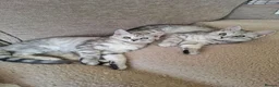 Exotic cats for sale: Exotic Persian cross pedigree manecoon  in Pontefract - Advert 7