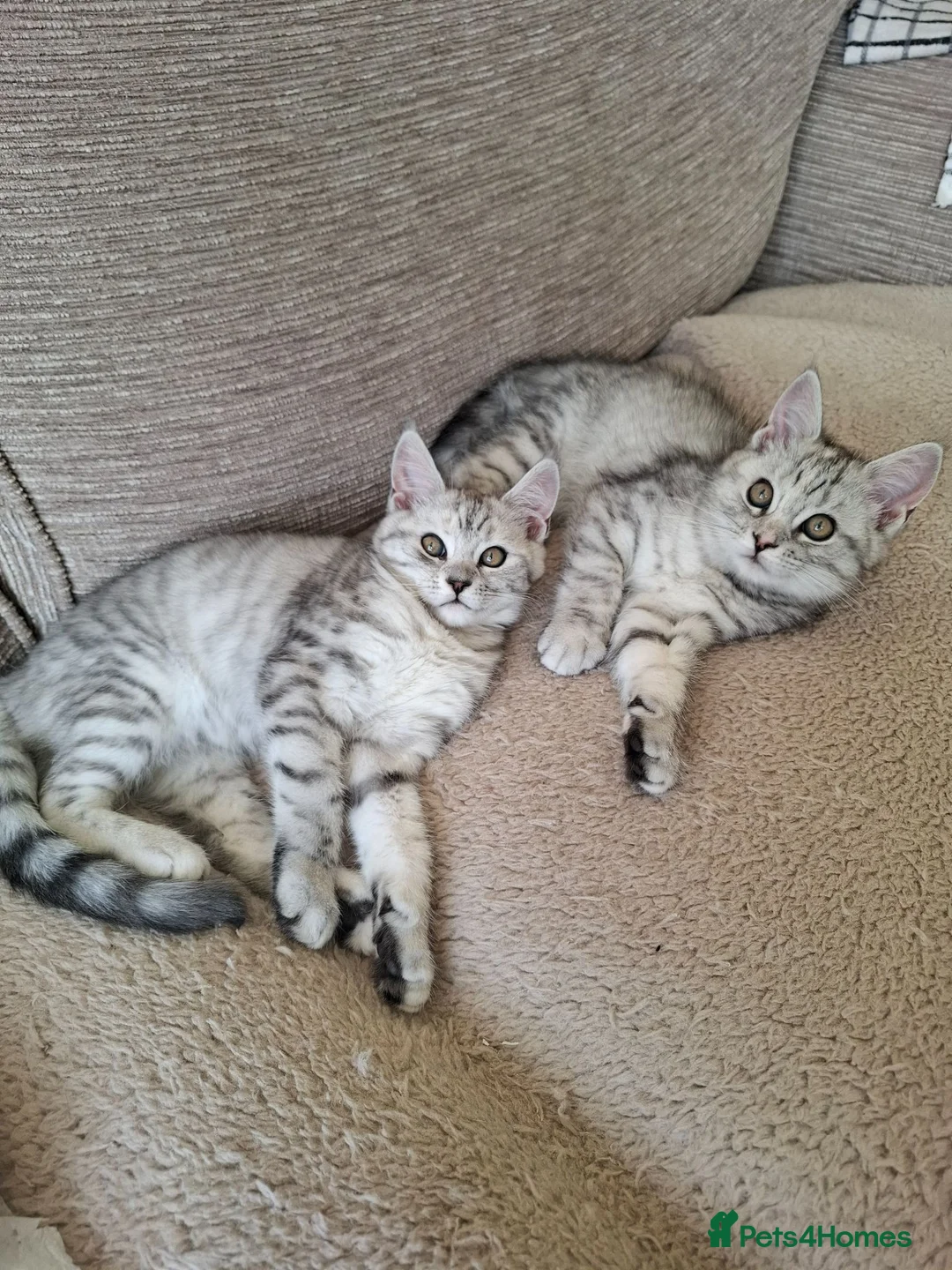 Exotic cats for sale: Exotic Persian cross pedigree manecoon  in Pontefract - Advert 7