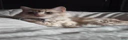 Persian cats for sale: 🤎Persian,Maincoon🤎 - Advert 20