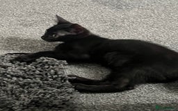 Mixed Breed cats for sale: Kitten - Image 3