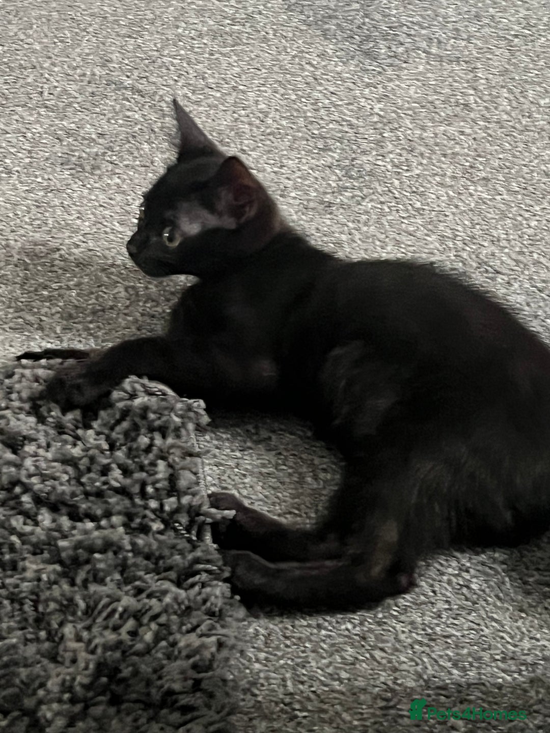 Mixed Breed cats for sale: Kitten - Image 3