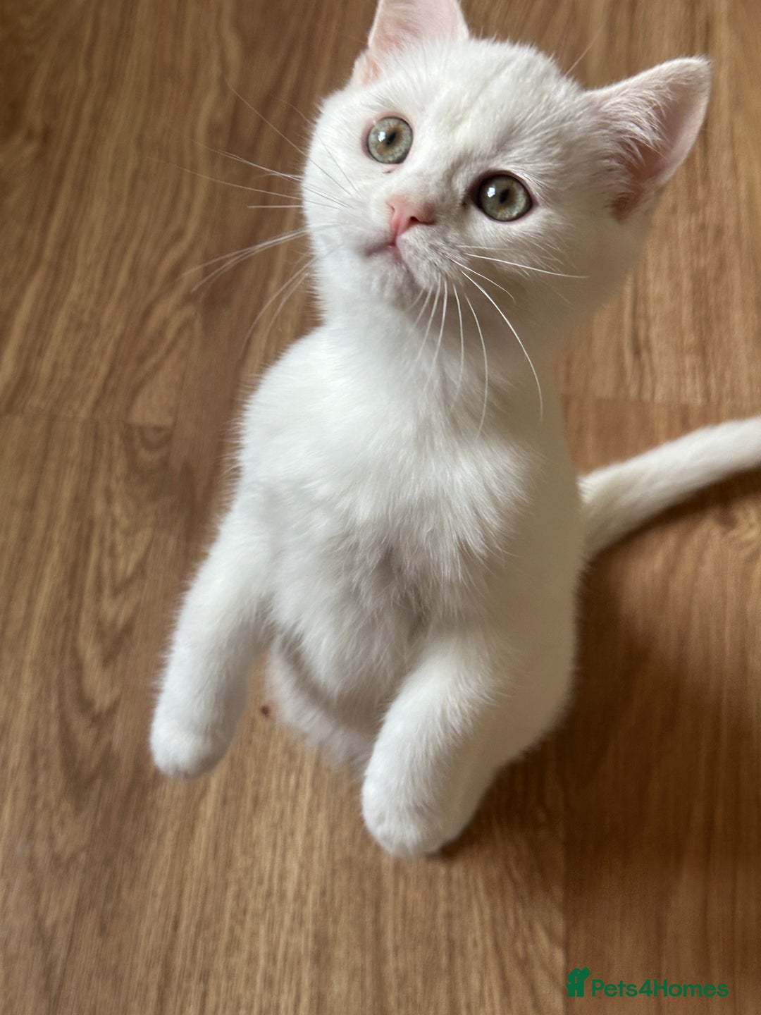 British Shorthair cats for sale: Gorgeous British Longhair & Shorthair Kittens - Image 14