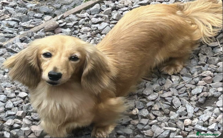 Miniature Dachshund dogs - Advert 12