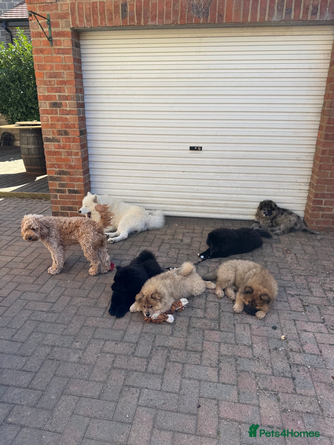 Chow Chow dogs for sale:  🐾 LAST TWO Ready to go STUNNING GIRL chow chows* - Image 23