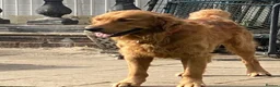 Golden Retriever dogs for sale: Fox Red golden Retrievers KC reg  in Hassocks - Advert 3
