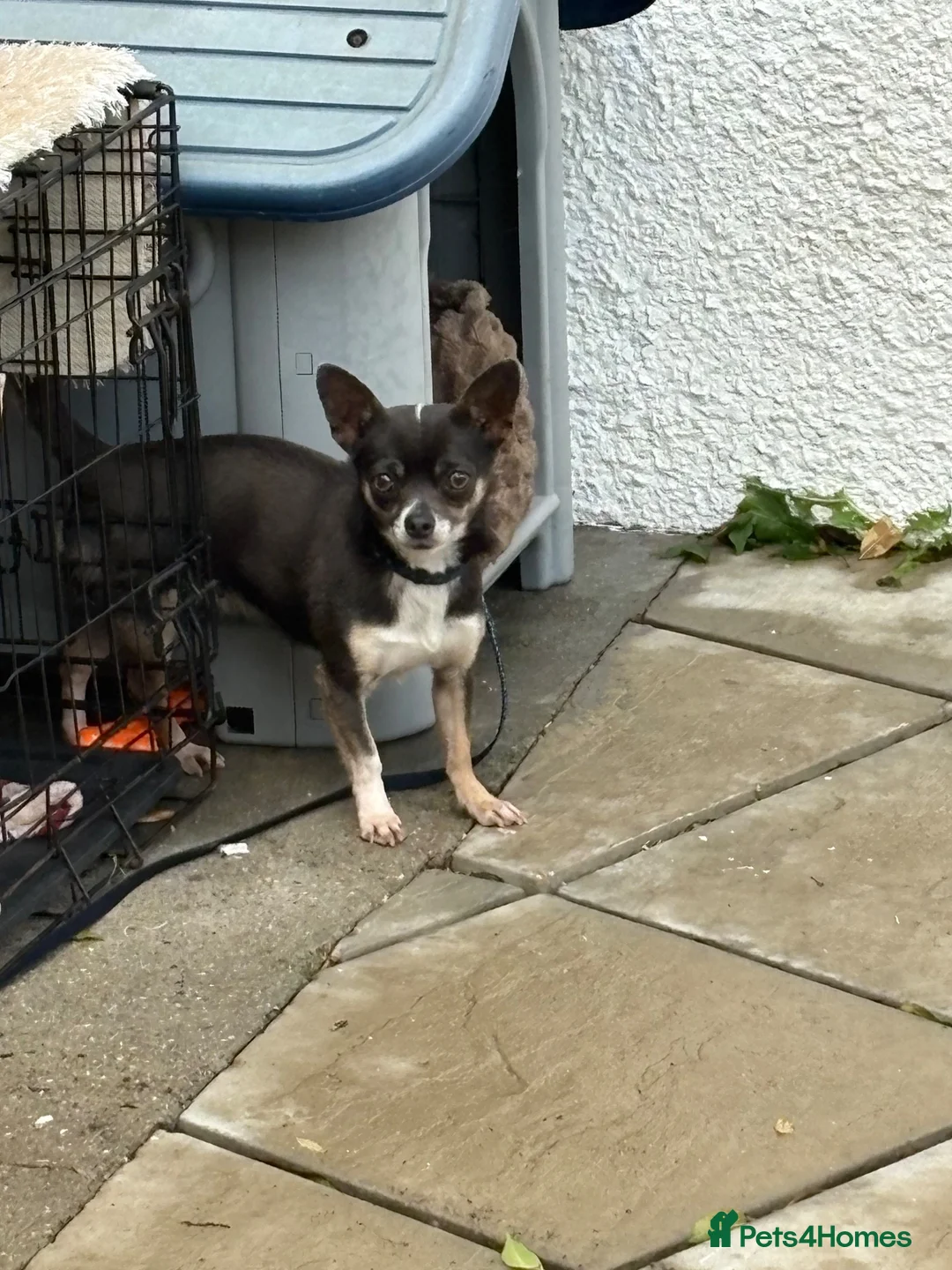 Chihuahua dogs for sale: Female chihuahua 3 years old (named puppy) in London - Advert 2