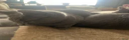 Russian Blue cats for sale: Championship and GCCF Russian blue kittens  - Advert 10
