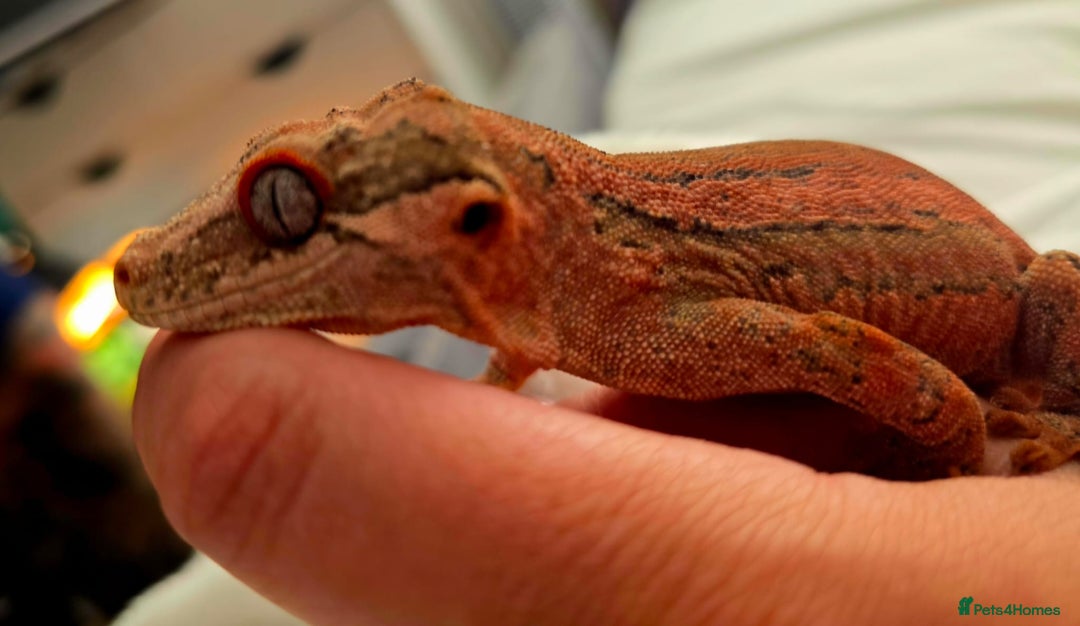 Gecko reptiles for sale: Male Gargoyle Gecko - Image 4