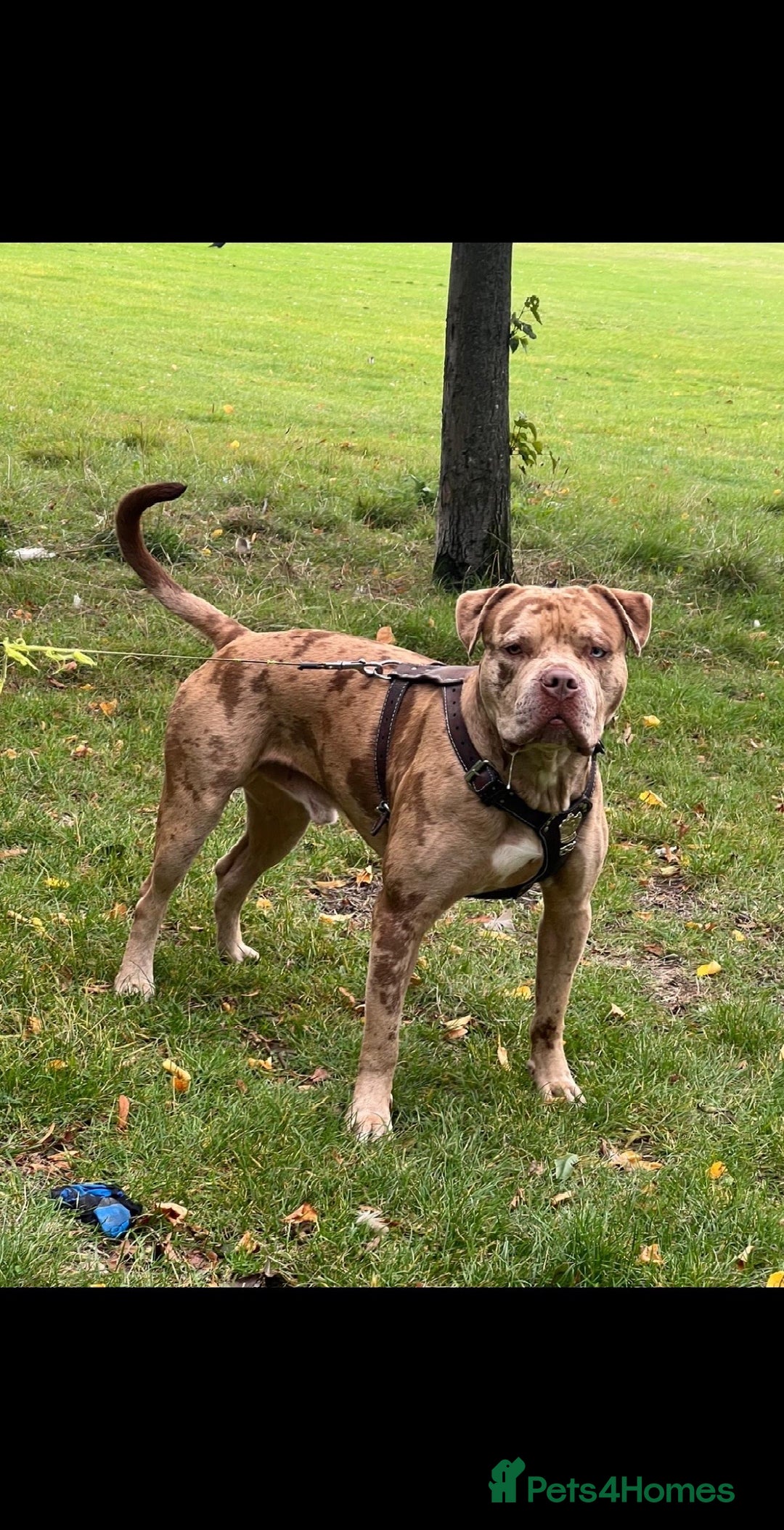 Mixed Breed dogs for sale: American Bully 4 Years Rehome  - Advert 2