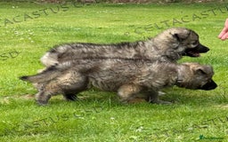 German Shepherd dogs for sale: Reduced kc reg German shepherd pup carry Isabella  - Image 6
