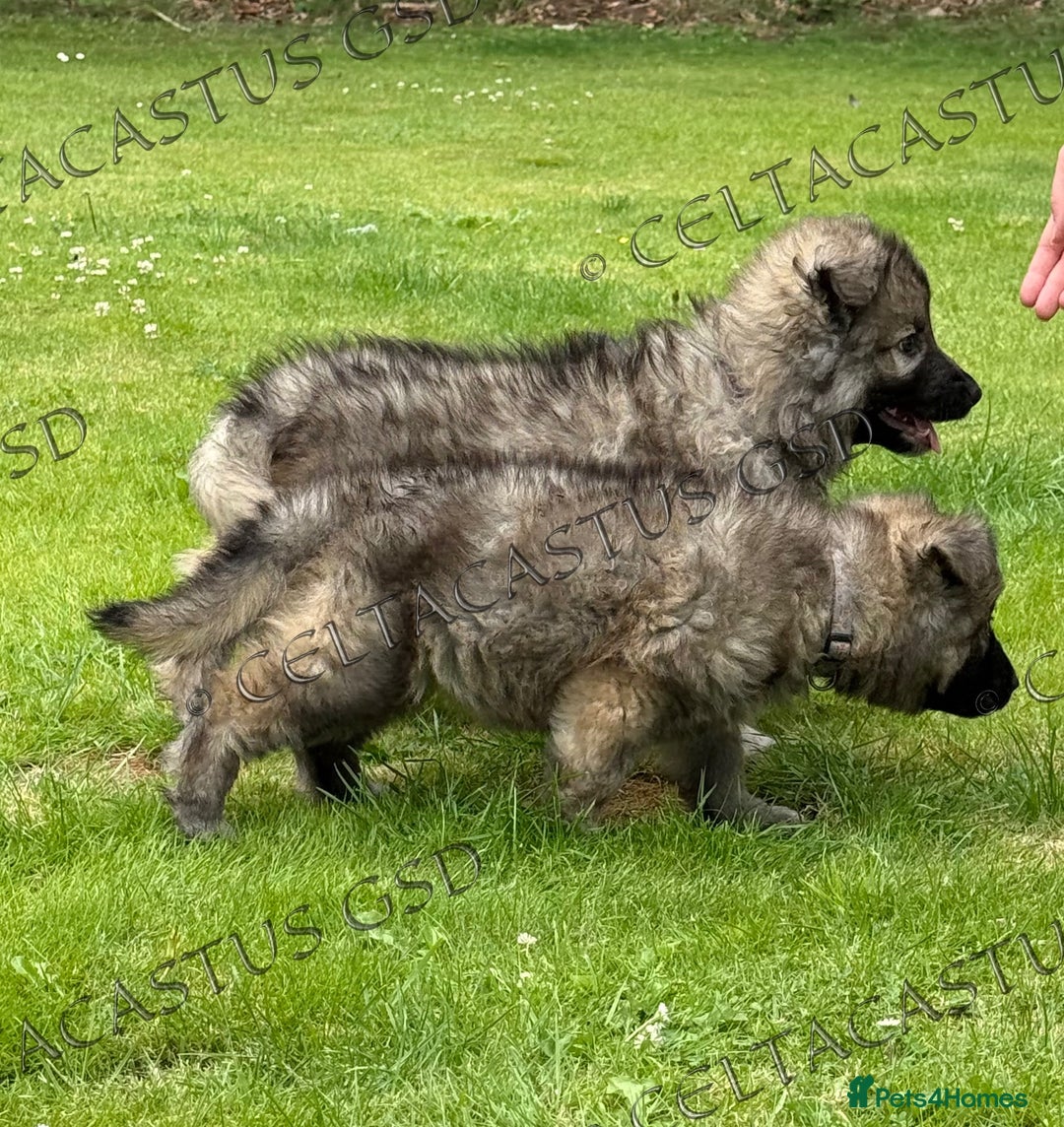 German Shepherd dogs for sale: Reduced kc reg German shepherd pup carry Isabella  - Image 6
