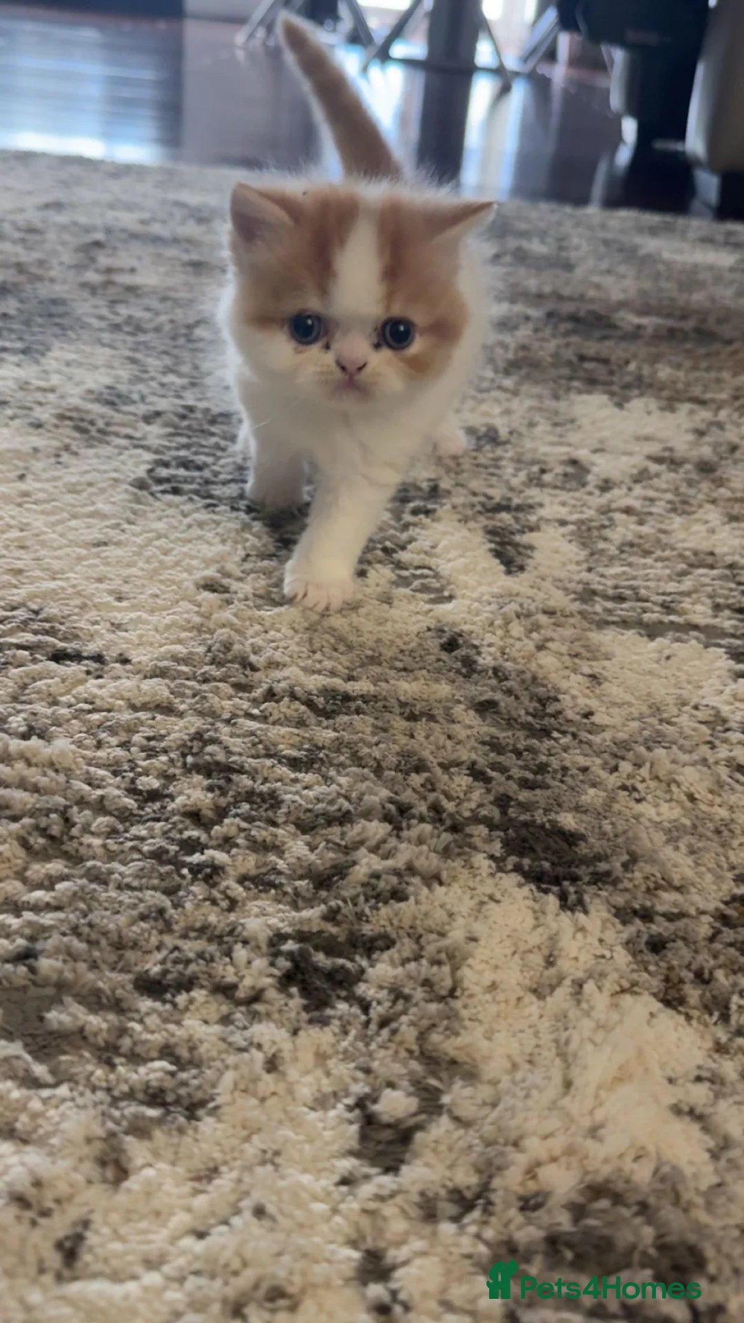 Exotic cats for sale: Cute male exotic shorthair kitten - Advert 2