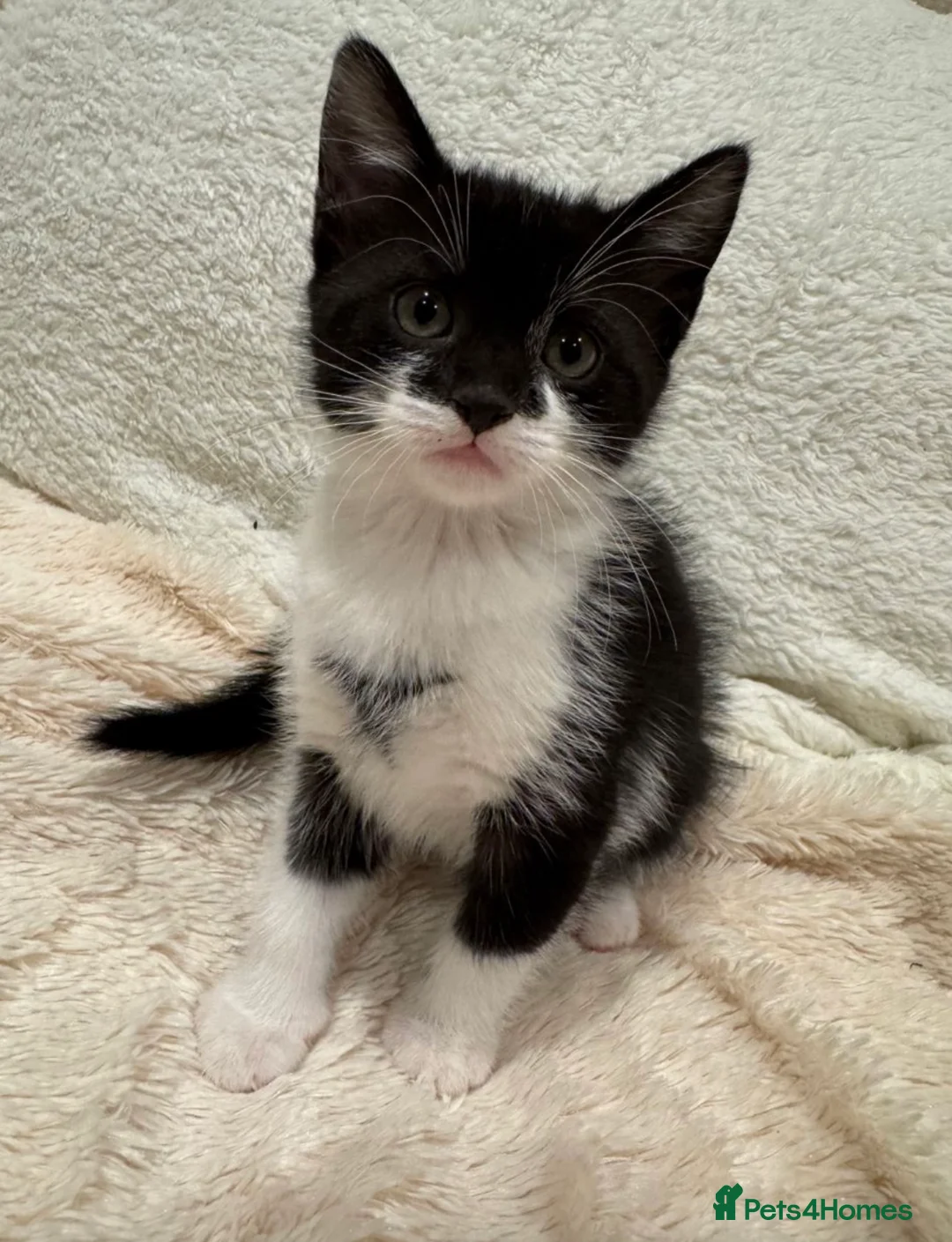 Mixed Breed cats for sale: Lovely little girl looking for her forever home - Advert 1