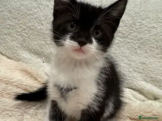 Mixed Breed cats Lovely little girl looking for her forever home - Advert 3