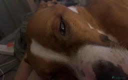 Mixed Breed dogs for sale: Hunter (Staffy X)  - Image 7