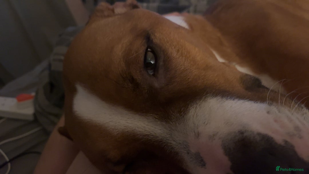 Mixed Breed dogs for sale: Hunter (Staffy X)  - Image 7