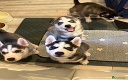 Siberian Husky dogs for sale: Strong Chunky Siberian Husky puppy’s  - Image 1
