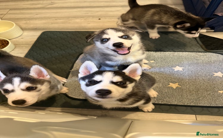 Siberian Husky dogs - Advert 1