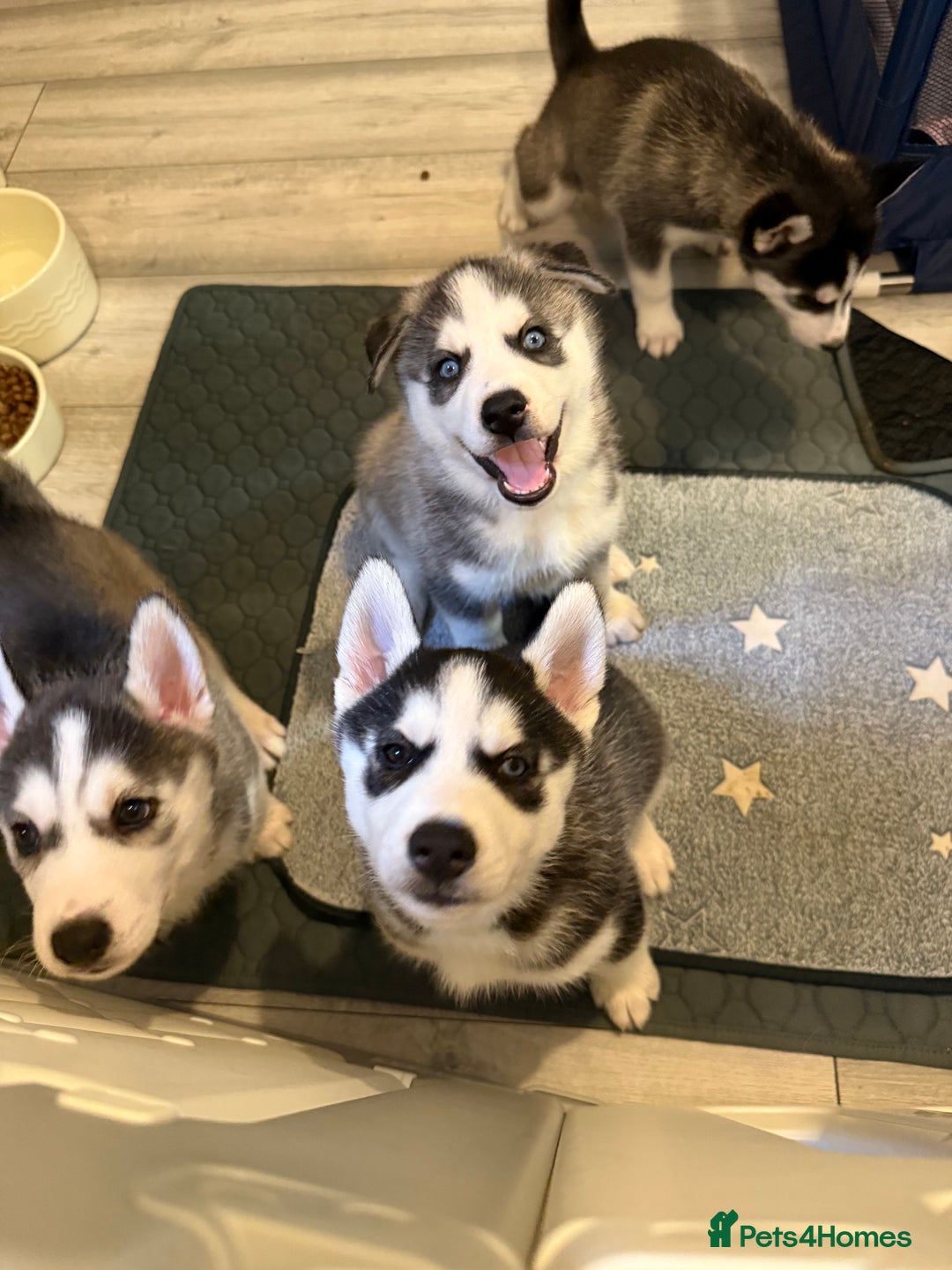 Siberian Husky dogs for sale: Strong Chunky Siberian Husky puppy’s  - Image 1