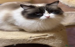 Ragdoll cats for sale: Gorgeous Bi colour Ragdoll kittens  - Image 11