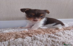 Mixed Breed dogs for sale: Shitzu x jack Russell  - Image 15