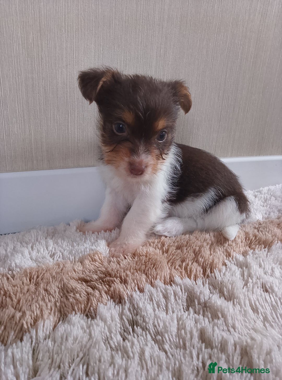 Mixed Breed dogs for sale: Shitzu x jack Russell  - Image 15