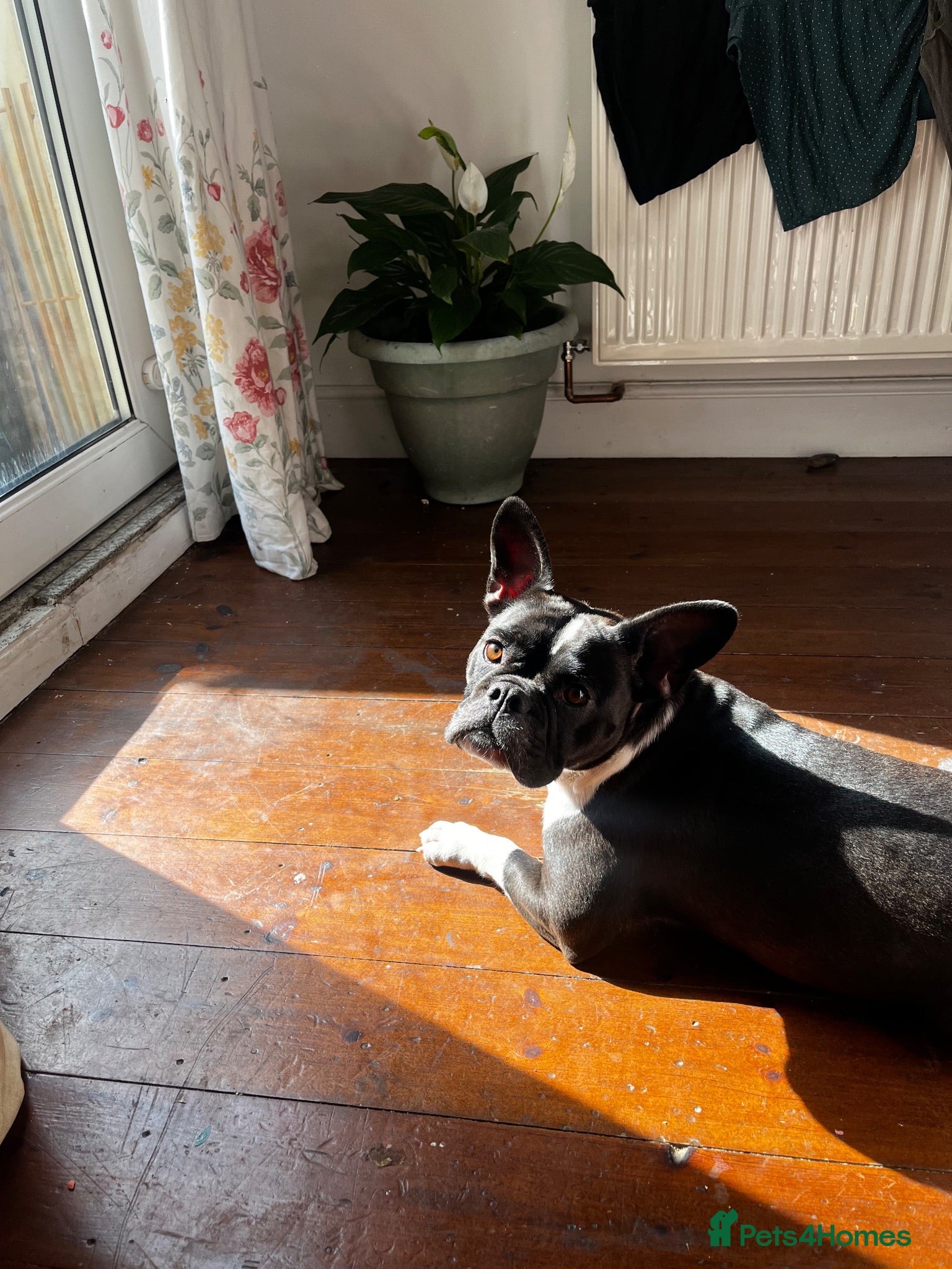 Mixed Breed dogs Frenchie x staffie female dog  - Advert 1