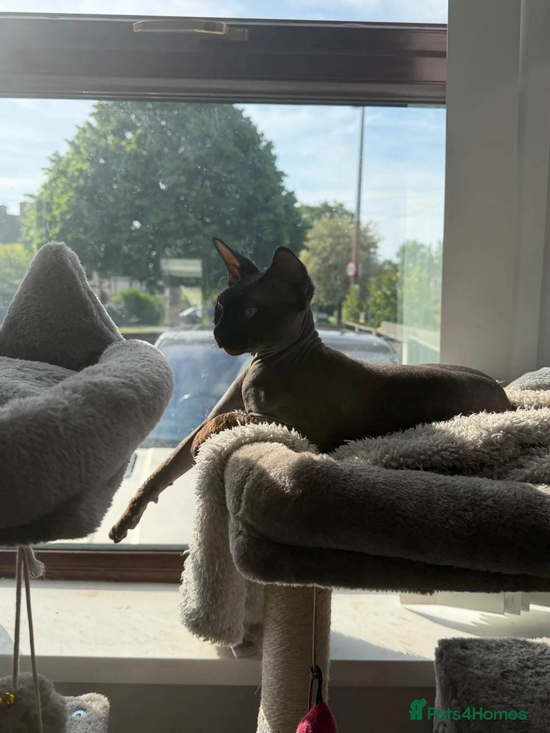Sphynx cats for sale: WAITING LIST TICA SPHYNX KITTENS  - Advert 2