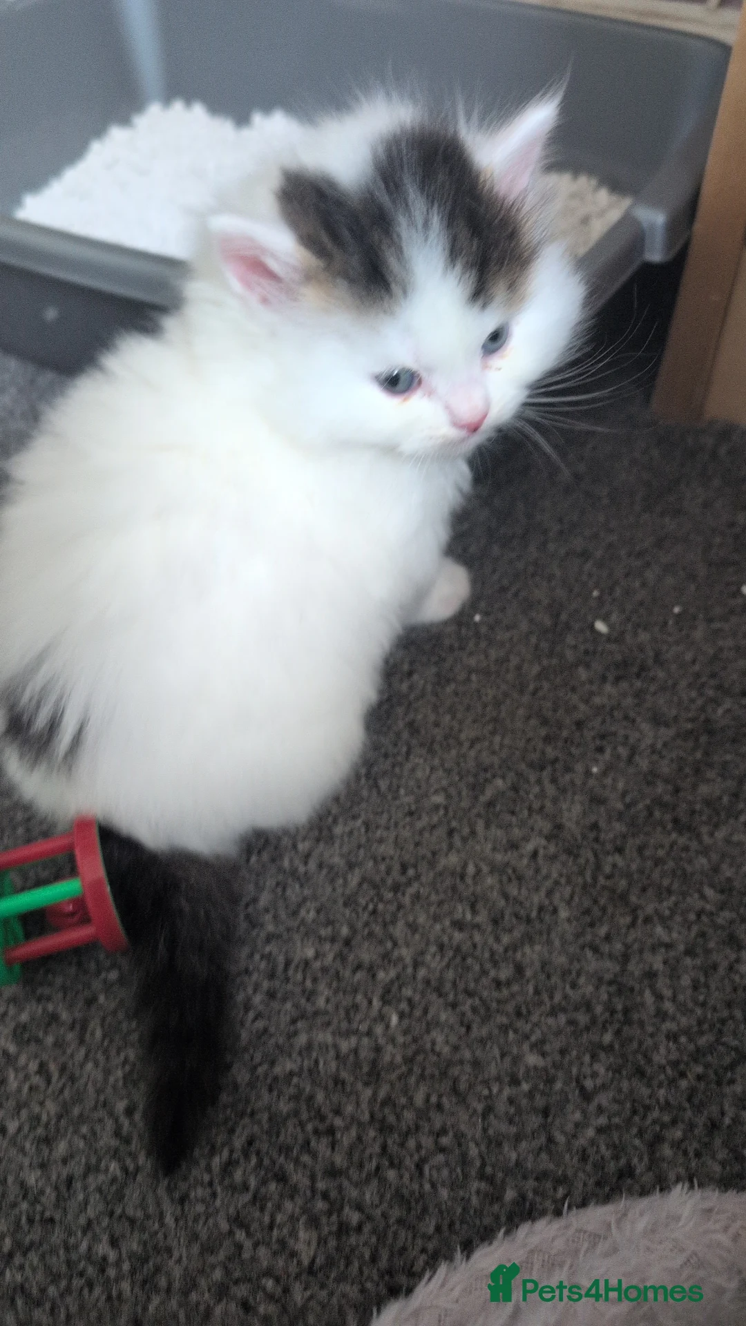 British Longhair cats for sale: Mixed breed READ DESCRIPTION  in Chessington - Advert 4