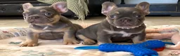 French Bulldog dogs for sale: 2 LEFT!! TOP QUALITY FRENCH BULLDOG PUPPIES - Advert 23