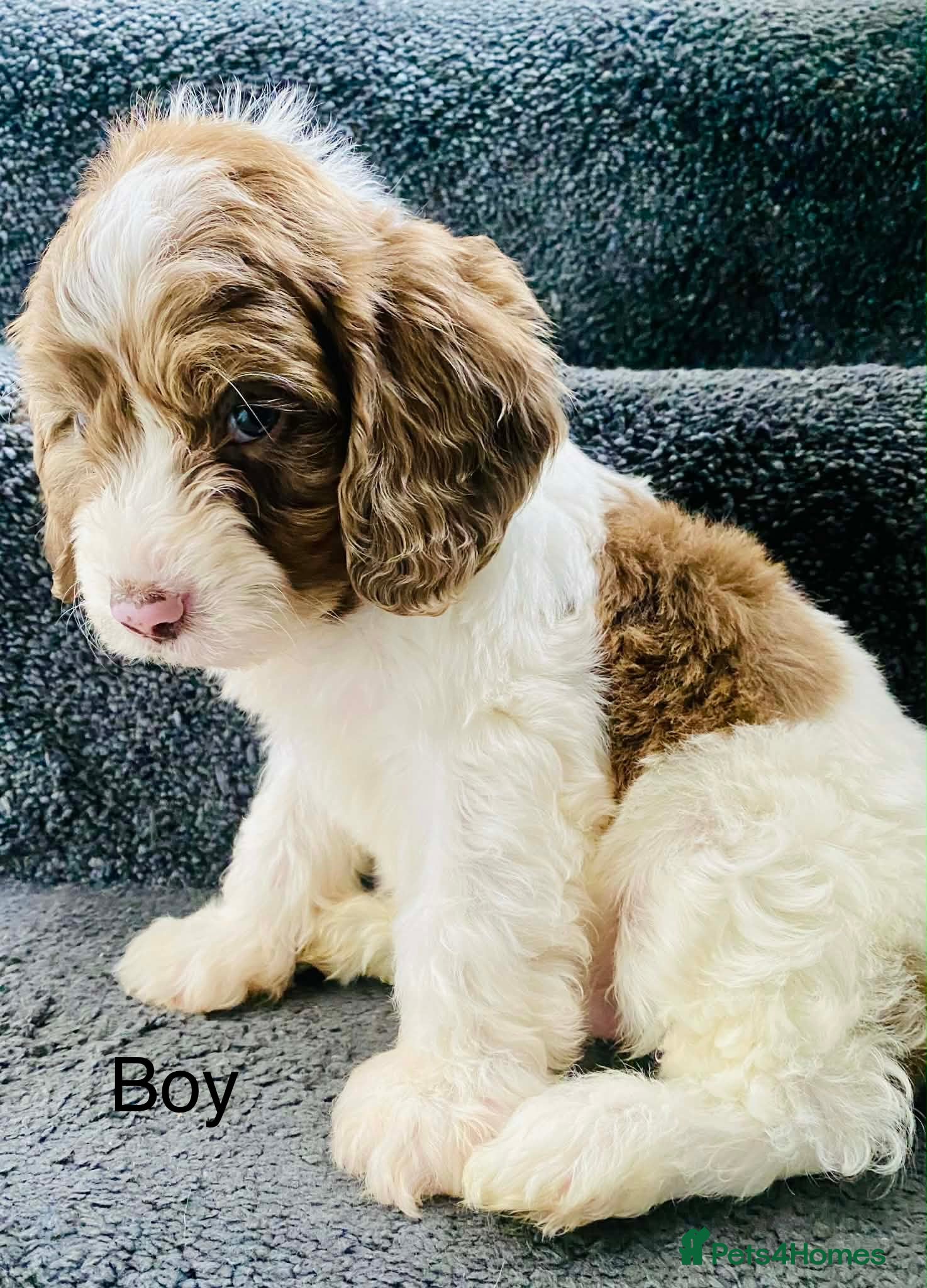 Sproodle dogs 🐶💕ready now 💕 Sprockerpoo Puppies🐶💕 - Advert 1