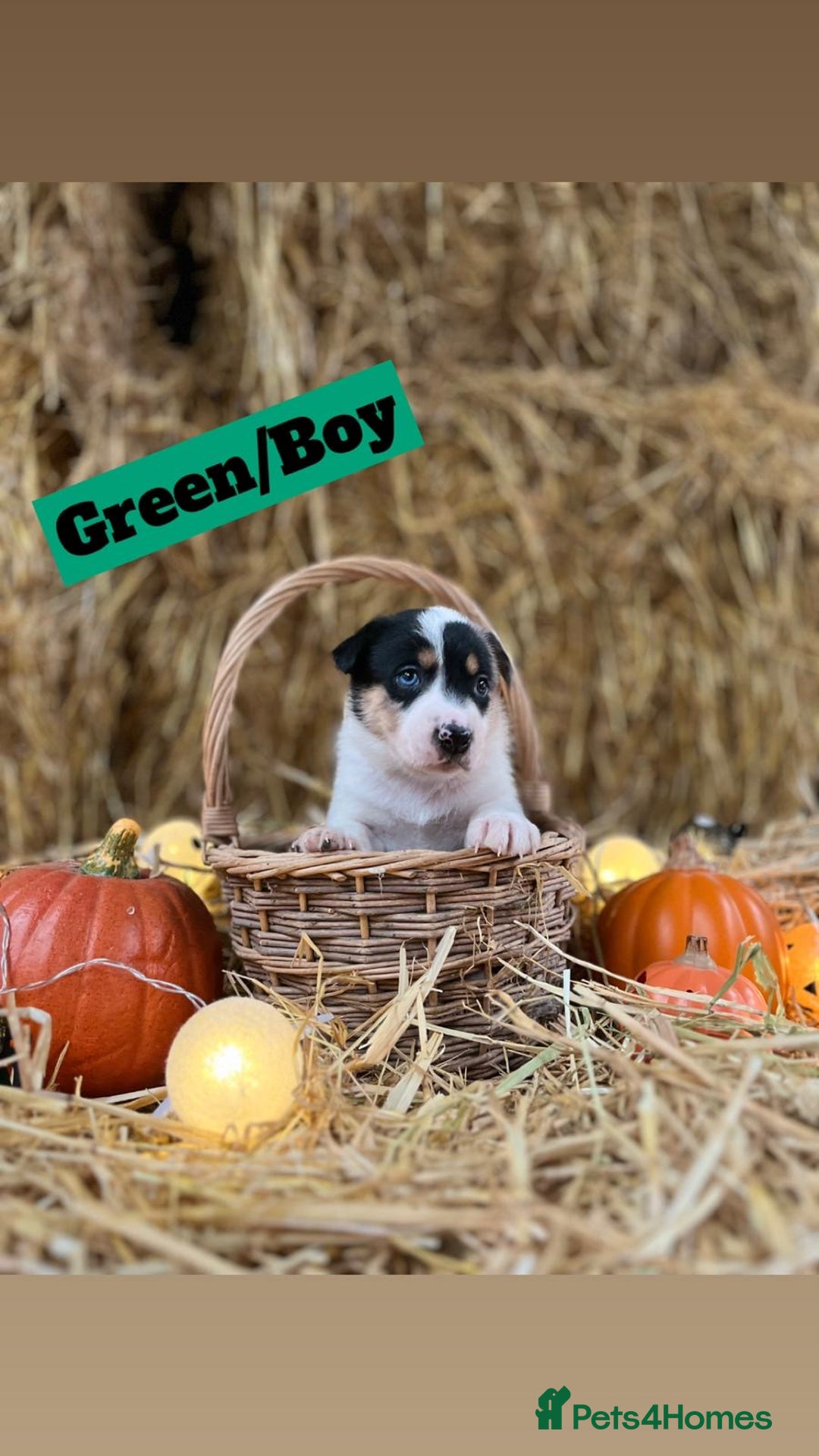 Border Collie dogs for sale: Beautiful cheeky border collies for sale - Image 4