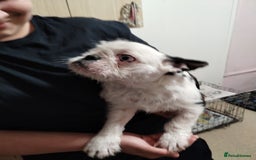 French Bulldog dogs for sale: French bulldog husky with furnishings - Image 4
