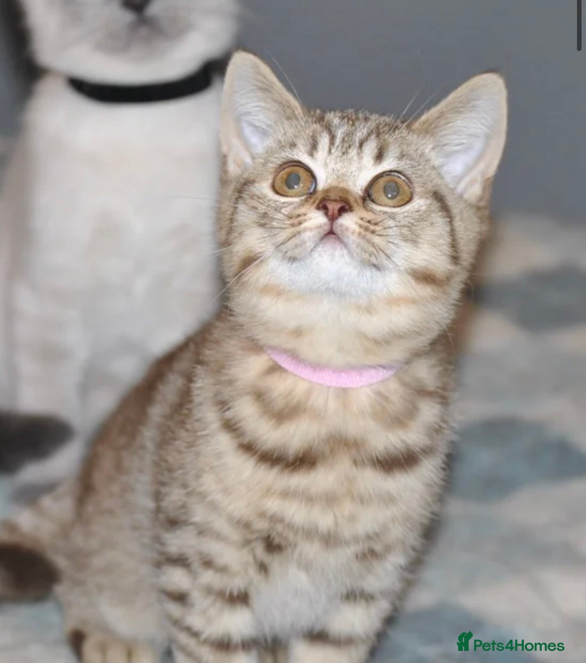 British Shorthair cats Female British shorthair kitten - Advert 3
