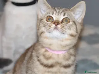 British Shorthair cats Female British shorthair kitten - Advert 7