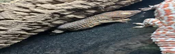 Gecko reptiles for sale: Female tokay gecko in Reading - Advert 3