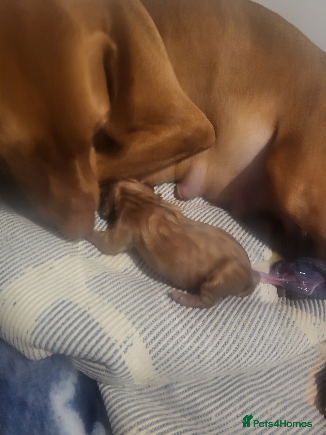 Hungarian Vizsla dogs for sale: Kc registered  - Advert 3