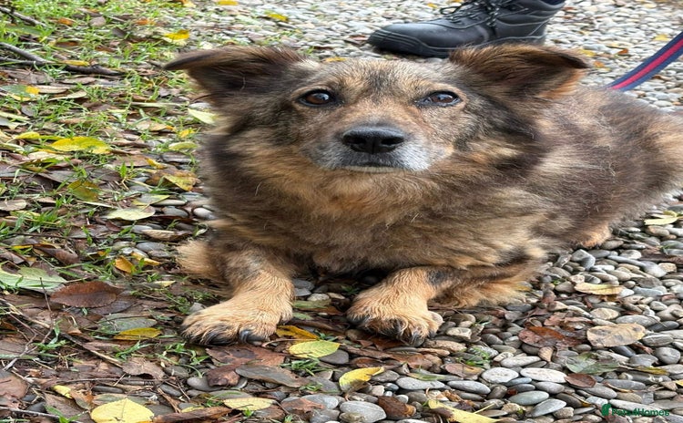 Mixed Breed dogs Tommy - Gravesend. Kent  - Advert 1