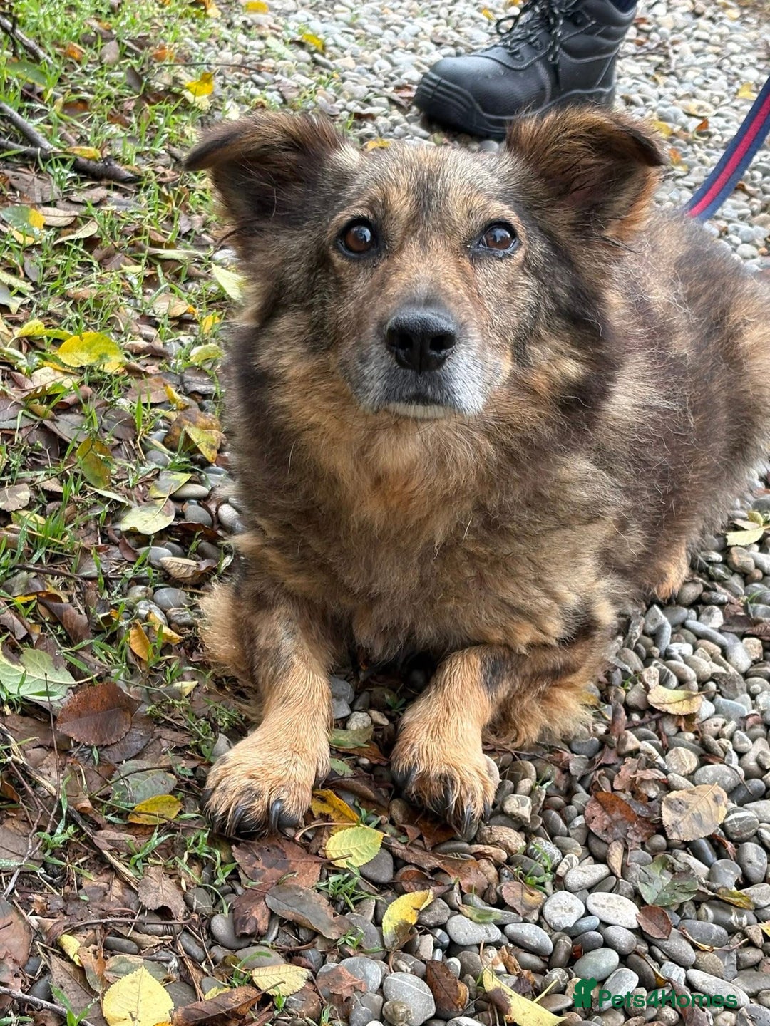 Mixed Breed dogs for adoption: Tommy - Gravesend. Kent  - Advert 1