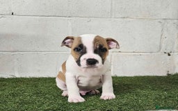 Staffordshire Bull Terrier dogs for sale: Kc Staffordshire bull terrier puppies  - Image 8