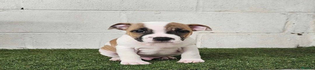 Staffordshire Bull Terrier Puppy 3