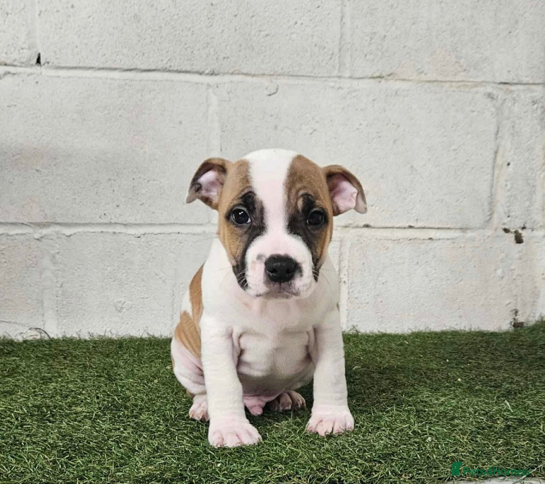 Staffordshire Bull Terrier dogs for sale: Kc Staffordshire bull terrier puppies  - Image 8